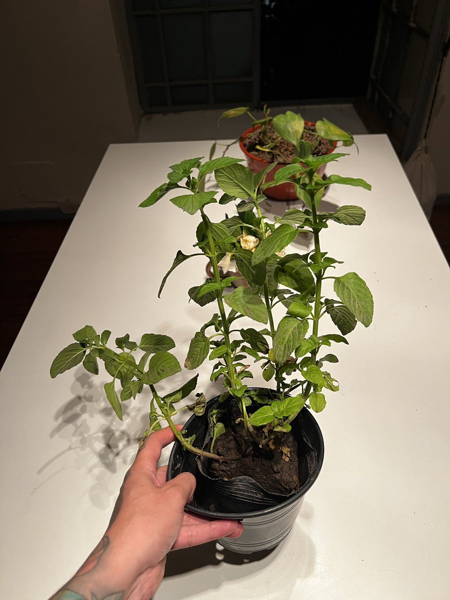 Me olvidé de regar a la dramática