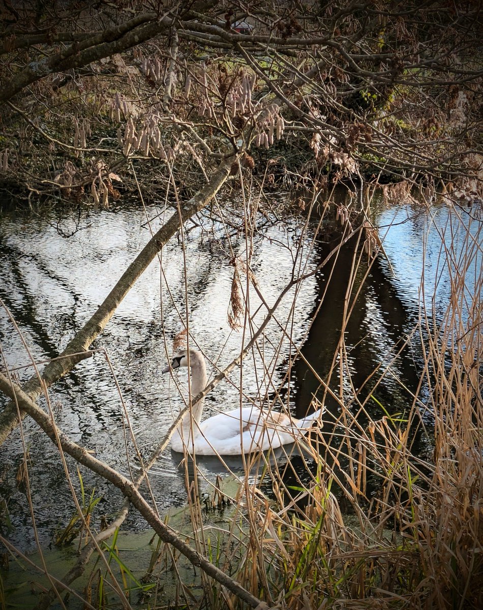 Swans of Neath tweet media