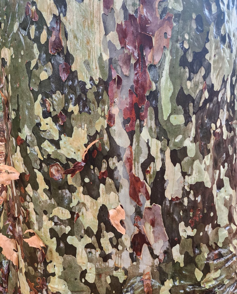 The bark of the Spotted Gum (Corymbia maculata) sheds irregularly in flakes, creating that fabulous mottled appearance. Fresh bark is cream or green, & matures through shades of silver, blue, grey & sometimes pink to red or brown, before shedding to reveal the new bark beneath.