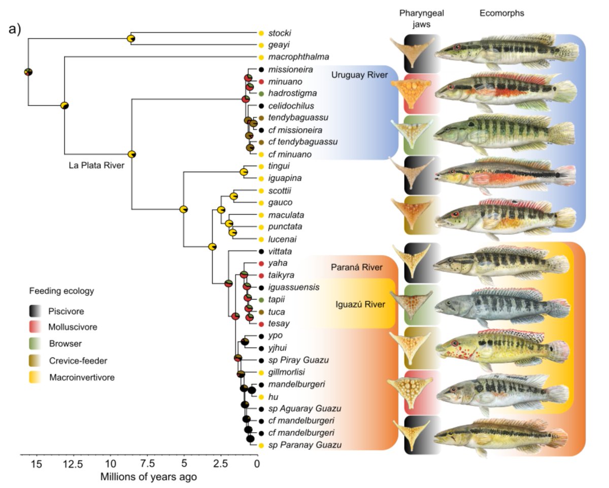 Please share: I’m recruiting a postdoc (2-years) to start in my lab Fall 2024. My lab studies Functional Morphology and Macroevolution (mostly of fishes). More info: edwardburress.com/prospective-st…