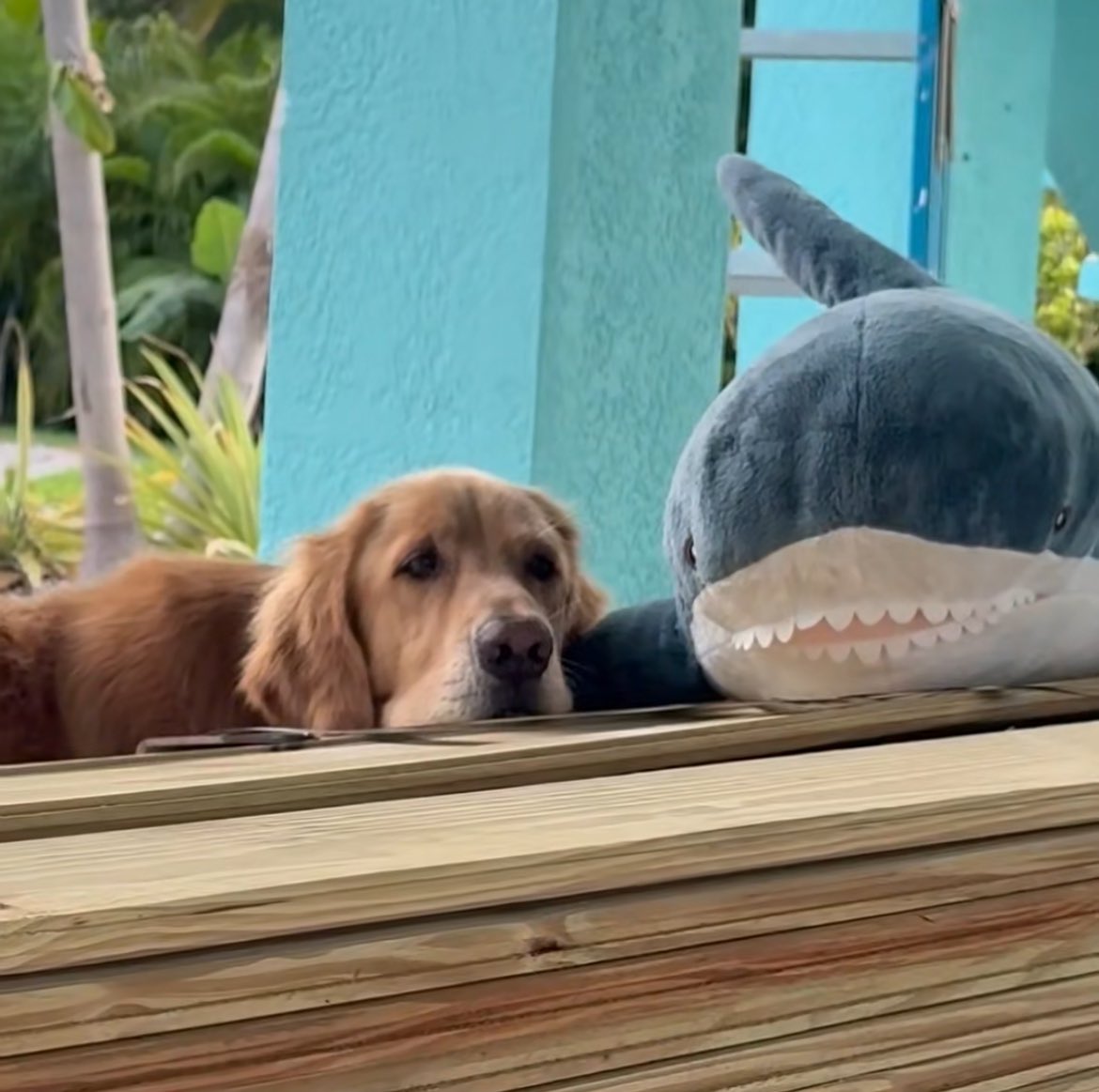 GRteamchaos's tweet photo. @TheGoldenRatio4 “Remember the good ol’ days @grblahaj? When it was just you and me and no chompy younger sister?” - Guac probably https://t.co/ukcyvQBwdu