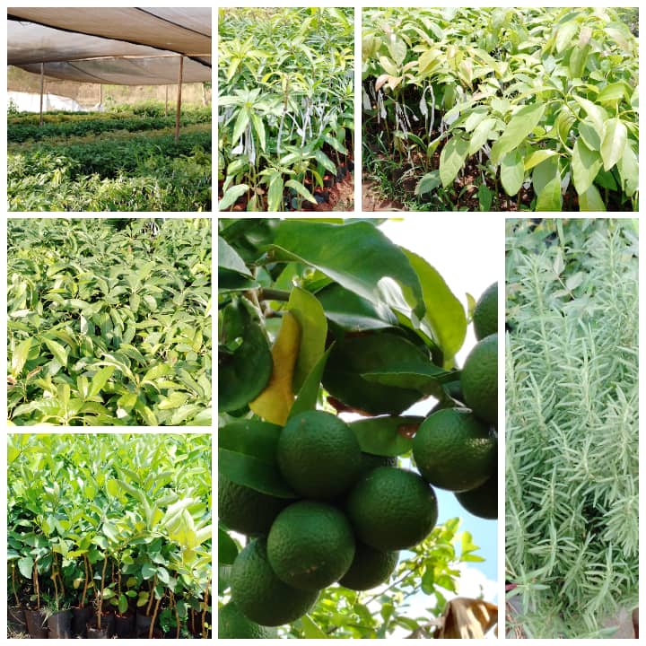 AgroEcologyTZ's tweet photo. Good Morning Farmers......

Msimu wa Mvua unaendelea na tunaendelea kuona madhara ya mmomonyoko unaosababishwa na mvua...
Je kwa nini usinunue miche kwetu ili kukabiliana na madhara ya mmomonyoko lakini pia ujipatie matunda baada ya miaka 3

Tupo SUA Morogoro
0769228559 https://t.co/zkiLRr35Fp