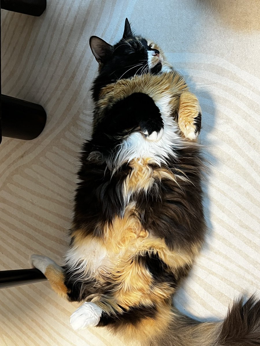 Saturday mood

#Cat #CatsOfTwitter #Caturday