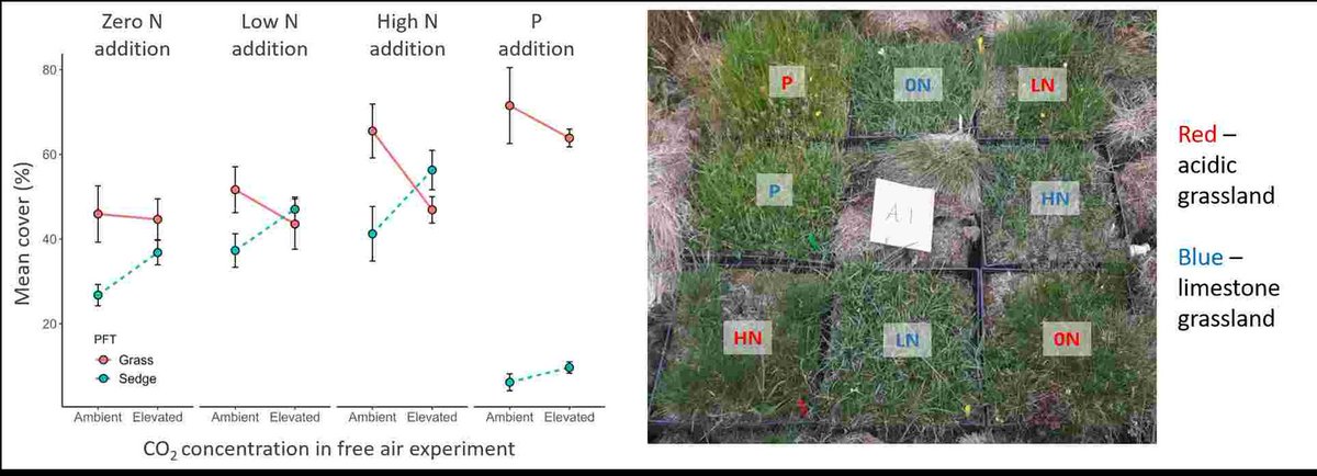 Global Change Biology (@globalchangebio) on Twitter photo NEW RESEARCH
Elevated CO2 interacts with nutrient inputs to restructure plant communities in phosphorus-limited grasslands
📄 onlinelibrary.wiley.com/doi/full/10.11… <a href="/Carbon_Chris95/">Chris Taylor</a> <a href="/GarethPhoenix/">Gareth Phoenix</a> <a href="/fluxsoilsleaves/">Ben Keane</a> <a href="/PPS_UoS/">Plants, Photosynthesis and Soil</a> <a href="/SoilEcolUoM/">Soil Ecology Lab UoM</a> <a href="/ECT_UK/">Ecological Continuity Trust (ECT)</a> NEW RESEARCH
Elevated CO2 interacts with nutrient inputs to restructure plant communities in phosphorus-limited grasslands
📄 onlinelibrary.wiley.com/doi/full/10.11… <a href="/Carbon_Chris95/">Chris Taylor</a> <a href="/GarethPhoenix/">Gareth Phoenix</a> <a href="/fluxsoilsleaves/">Ben Keane</a> <a href="/PPS_UoS/">Plants, Photosynthesis and Soil</a> <a href="/SoilEcolUoM/">Soil Ecology Lab UoM</a> <a href="/ECT_UK/">Ecological Continuity Trust (ECT)</a>