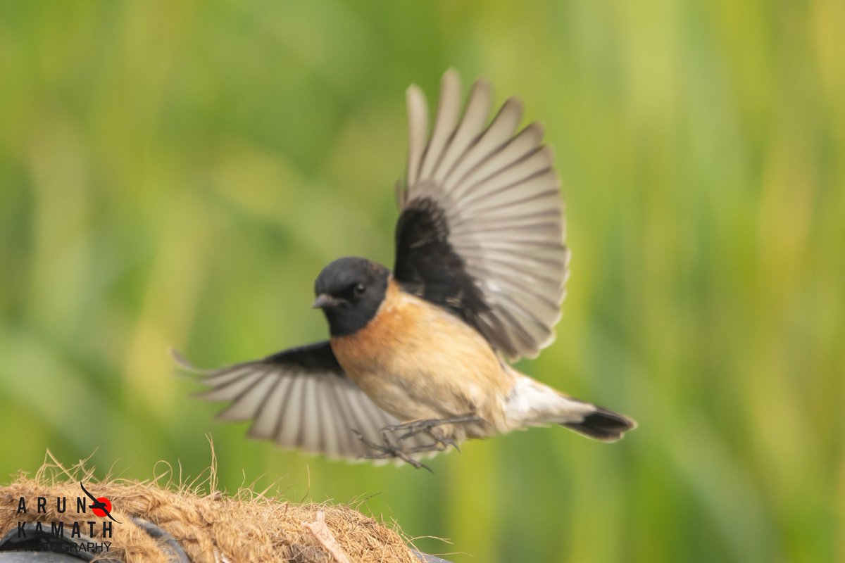 Timing and focus is important in wildlife photography. If one of that is missed the photo gets spoiled. like this siberian stonechat picture 😅😅 

#IndiAves #TwitterNatureCommunity #birdsoftwitter