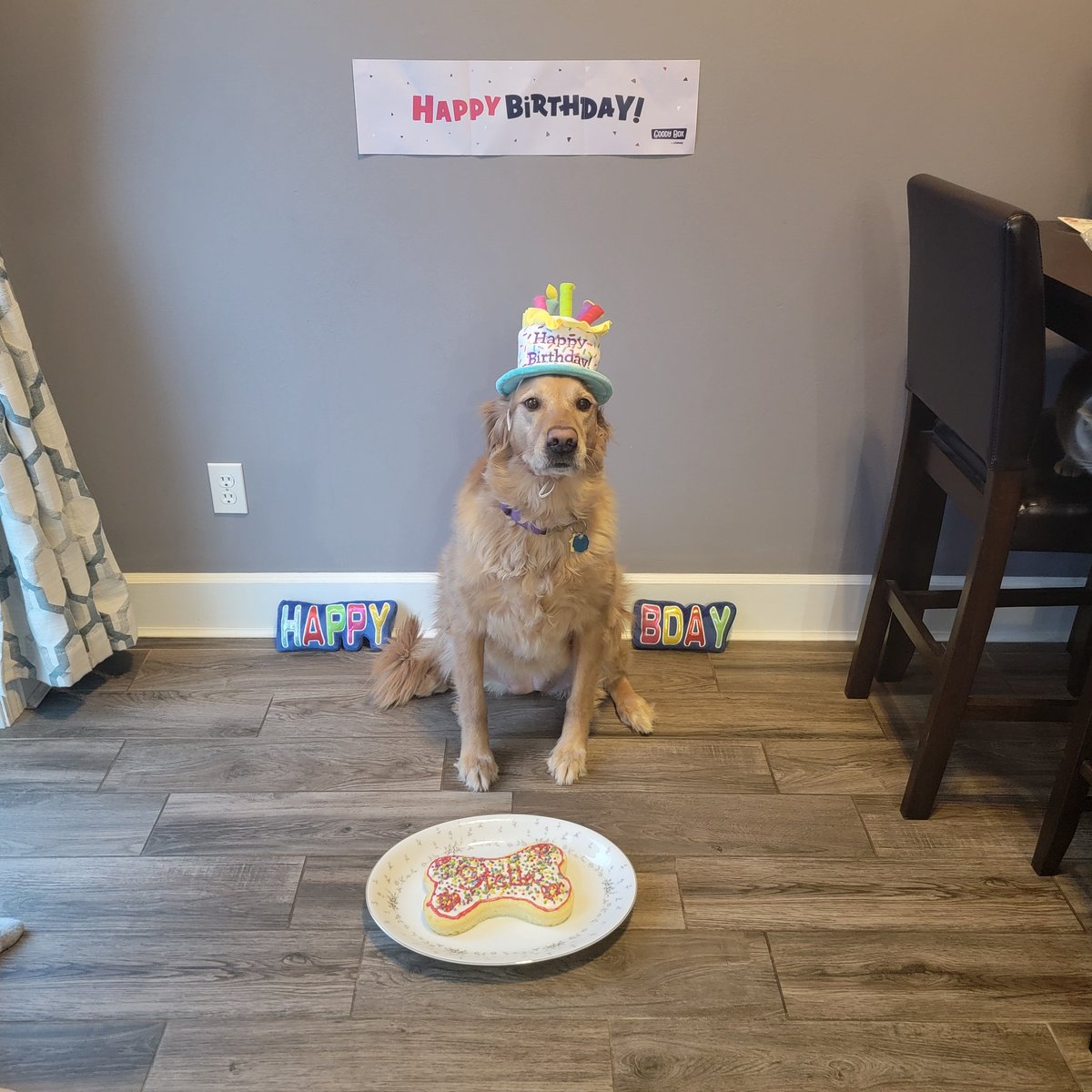 Hi! It was my 7th Birthday yesterday! Here is the pic that Momma took! My cake was good! #Birthdays #Goldens