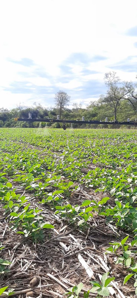 MjChaco's tweet photo. Aplicación verde sobre verde, ahorros del 70 a 90%. En una semana veremos realmente el nivel de control. https://t.co/71w5i9oz0L