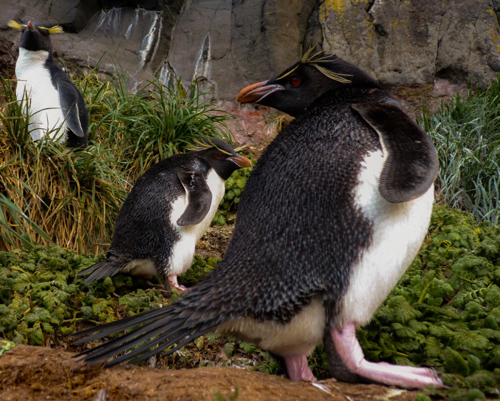 Happy #PenguinAwarenessDay from these cheeky characters! 

Today, we celebrate penguins and the vital role they play in the Southern Hemisphere's ocean. 

#WildOz #Penguins

📸Elodie Camprasse