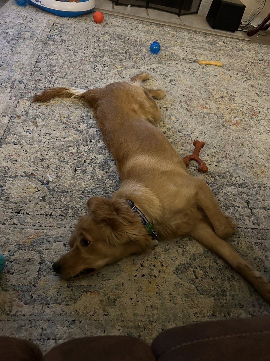 BluffCityStacey's tweet photo. @OfficialOPLive Toula is patiently waiting for the excitement to start! #oplive #dogsofoplive https://t.co/ivgEZlylC6