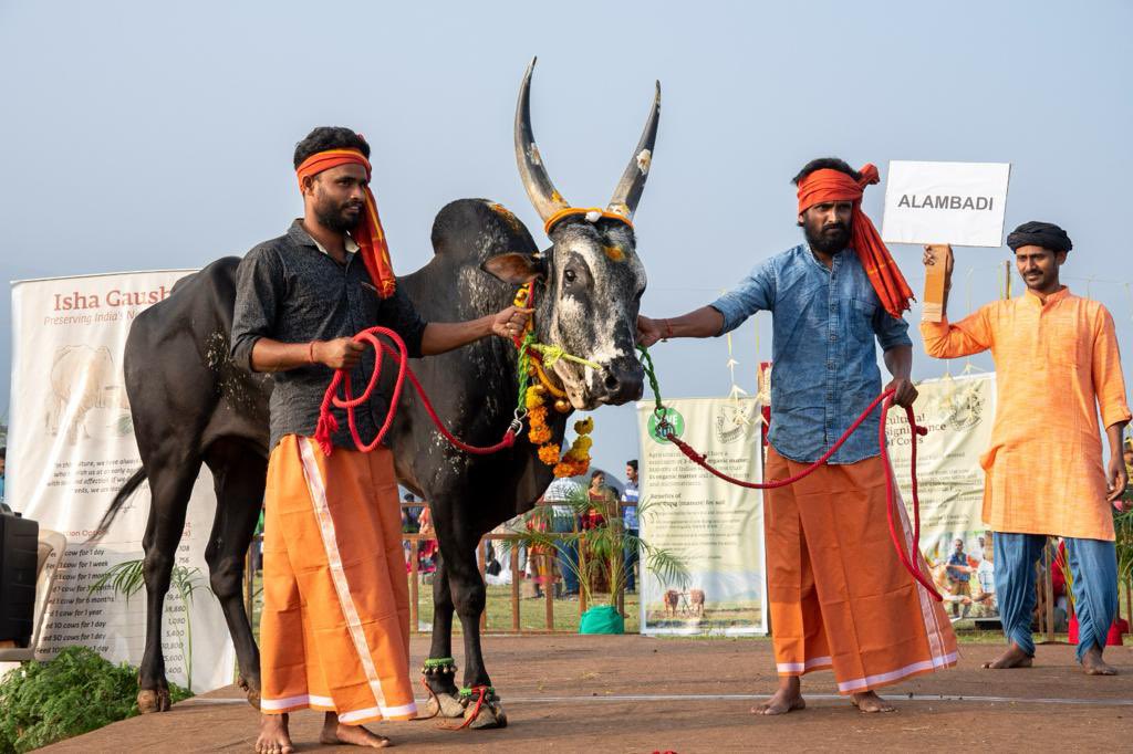 cpsavesoil's tweet photo. This Mattu Pongal, over 300,000 visitors gathered at Isha Yoga Center to honor indigenous cattle that sustain the land. Following the local tradition, volunteers cooked pongal in 50 pots to feed the cows and bulls at the Yoga Center, including 23 native breeds like Kangrij and Thondai. The exhibition raised awareness about endangered breeds’ origins, agriculture roles, and the need to preserve them.

Cattle are key to soil revitalisation. Planned grazing involves strategically rotating livestock across pastures to optimize fertilization, soil aeration, and plant growth. When executed correctly, it enhances biodiversity, improves soil organic matter, and offers additional benefits such as restored water systems, land rehabilitation, healthier animals, and increased farmer prosperity.

#SaveSoil #SaveSoilFixClimateChange #SoilForClimateAction #SustainableAgriculture