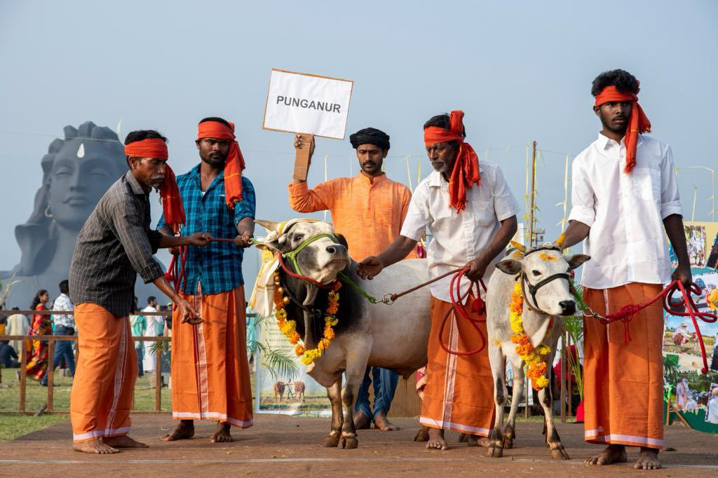 cpsavesoil's tweet photo. This Mattu Pongal, over 300,000 visitors gathered at Isha Yoga Center to honor indigenous cattle that sustain the land. Following the local tradition, volunteers cooked pongal in 50 pots to feed the cows and bulls at the Yoga Center, including 23 native breeds like Kangrij and Thondai. The exhibition raised awareness about endangered breeds’ origins, agriculture roles, and the need to preserve them.

Cattle are key to soil revitalisation. Planned grazing involves strategically rotating livestock across pastures to optimize fertilization, soil aeration, and plant growth. When executed correctly, it enhances biodiversity, improves soil organic matter, and offers additional benefits such as restored water systems, land rehabilitation, healthier animals, and increased farmer prosperity.

#SaveSoil #SaveSoilFixClimateChange #SoilForClimateAction #SustainableAgriculture