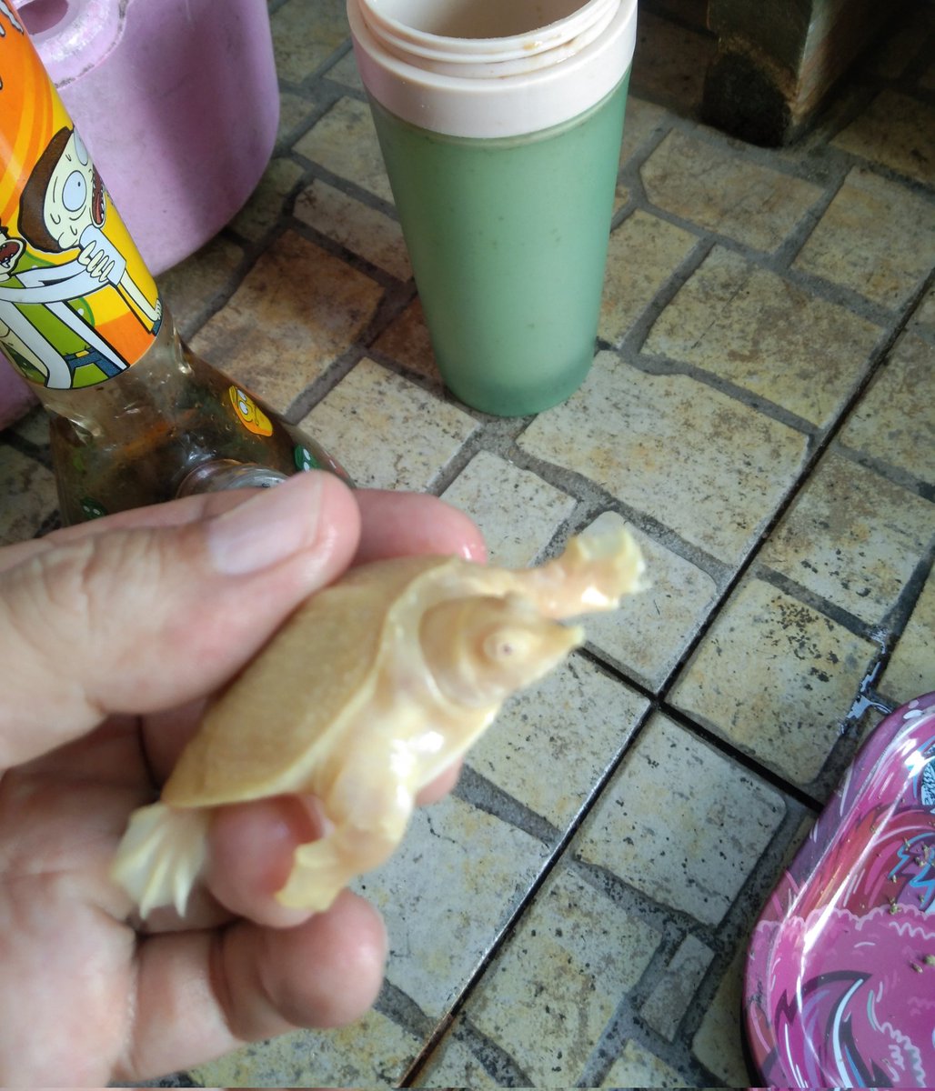 OutbackAnd's tweet image. I really wasn't after anymore turtles but the missus couldn't resist this little fella.....my wake n bake buddy 🐢💨💨💨