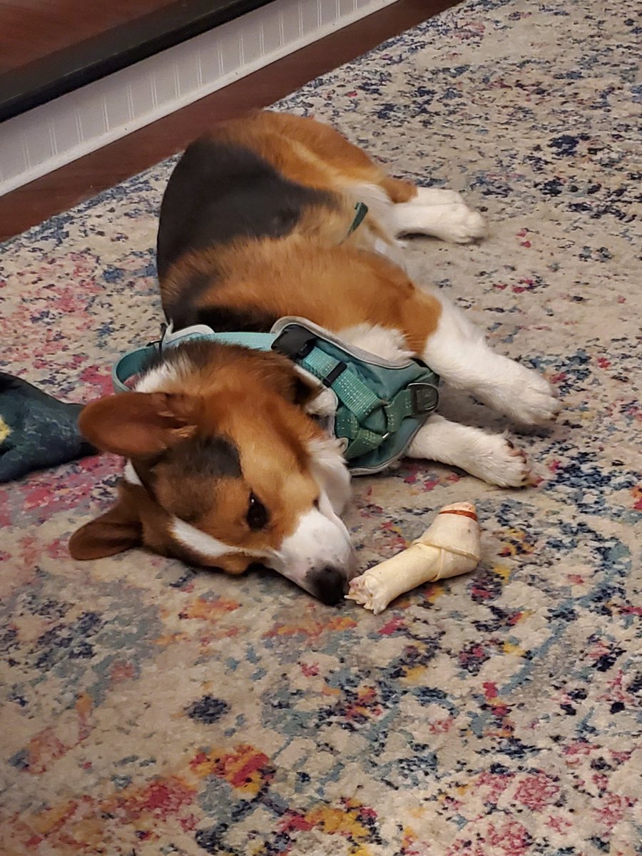 Chewy got the best of Moose tonight!

#CorgiCrew #DogsofTwitter #CorgiLovers