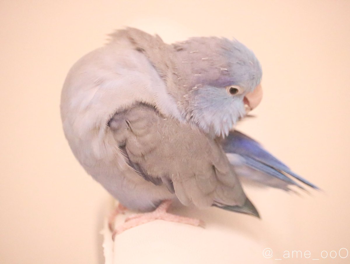 ⠀
よくこんな頭回るなぁといつも見てる👀笑

綺麗好きはいいことだねっ！！！✨️

#マメルリハ #インコ #あめの日常