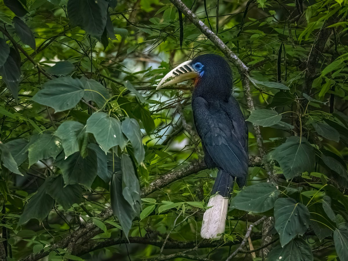 'The more you like yourself, the less you are like anyone else, which makes you unique.'

Rufous-necked Hornbill
#incrediblebirding #TwitterNatureCommunity #IndiAves #NaturePhotography #BirdsPhotography #BirdTwitter #birdwatching #BBCWildlifePOTD #NatureBeauty #nikonphotography