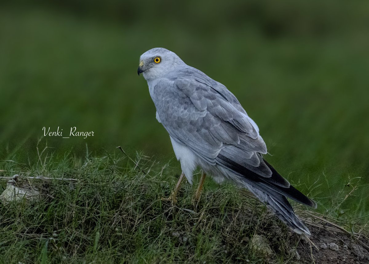 venki_ranger's tweet photo. Happy morning 🦅 Lucky to sight
#Pallid Harrier, an elegant European raptor is the rarest species- prefers steppes and grasslands. It’s a long migratory raptor, flew all the way from Europe to chennai outskirts😊
@SonyAlpha @tnforestdept @ThePhotoHour @NatureIn_Focus @WildlifeMag https://t.co/z4UfUpdgAy