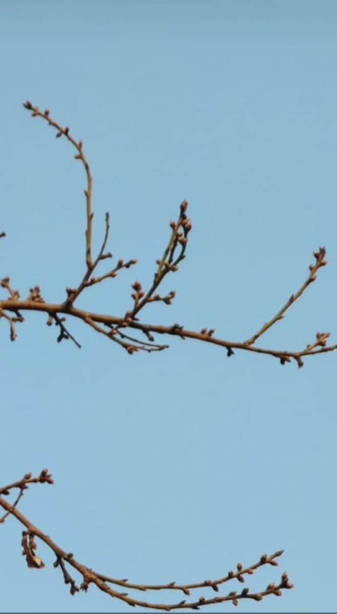 RisingKashmir's tweet image. Above #normal day #temp trigger early #sprouting in #fruittrees  

Reports @javidsofii 

@skuast_kashmir @HortiKashmir

risingkashmir.com/above-normal-d…