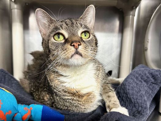 Oldie "Mittens" eyes look towards heaven but the help for this dear #NewYork girl is here on earth! They have her on the kill (Emergency Placement) List for the 5th time! Has manageable diabetes! Very loving cat! Adopt if you love the special needs! Pledge for rescue! BEYOND