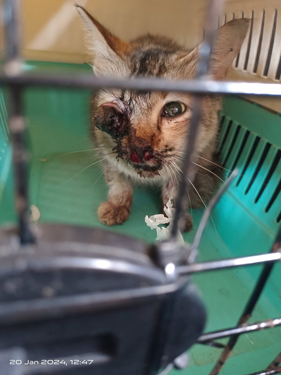 cats_rehome's tweet photo. Assalamualaikum.. Ada yg sudi bantu utk kos deposit anak ni x?stray feeding area rumah sorg feeder kelantan..pagi td tiba² muncul dlm keadaan mcm ni.. Dia odw ke vet skrg.. Perlukan bntuan deposit RM200..Kalo ada yg sudi bntu,terima kasih sgt²..dana deposit terkumpul nt sy akn trsnfer trus ke vet bila kucg dh selamat smpai n msuk wad.. 

Cimb
7617581480
Rafidah Omar