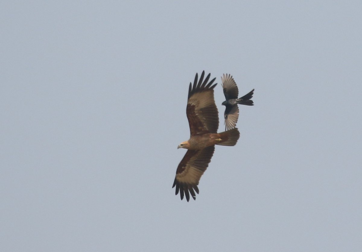 Let's fly together Brahminy kite and black drongo @IndiAves #IndiAves #birdwatching #birdphotography