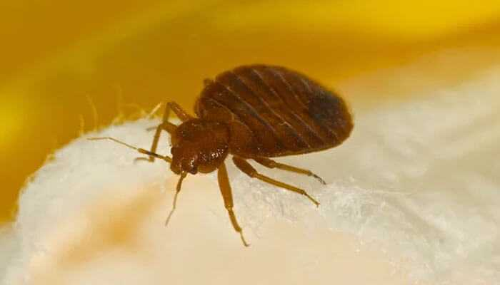 syedRes78322802's tweet photo. The Hidden Effects of Bed Bugs on Food Businesses
#PestFreeDining #foodsafetyfirst #restaurant #KitchenCleanliness #foodservice #InsectControl #pestmanagement @TycoonStoryCo @hicare_services @tycoonstory2020 @OrkinPest @Forbes
https://t.co/7f57kPE17J https://t.co/m3X0wCdTEi
