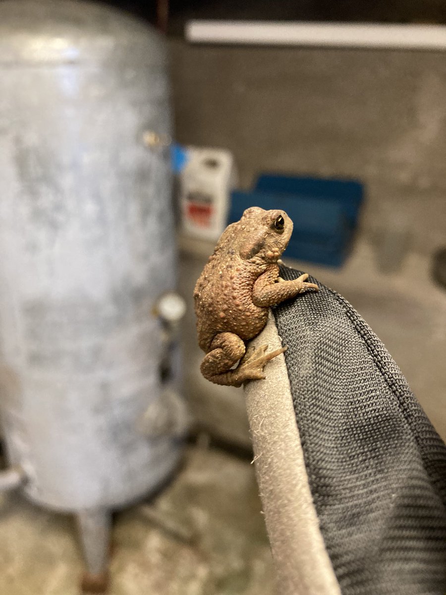 wildpixles's tweet photo. Confused and irritated by the sudden events unfolding this Saturday morning… #toadlife https://t.co/dmt9picHLb