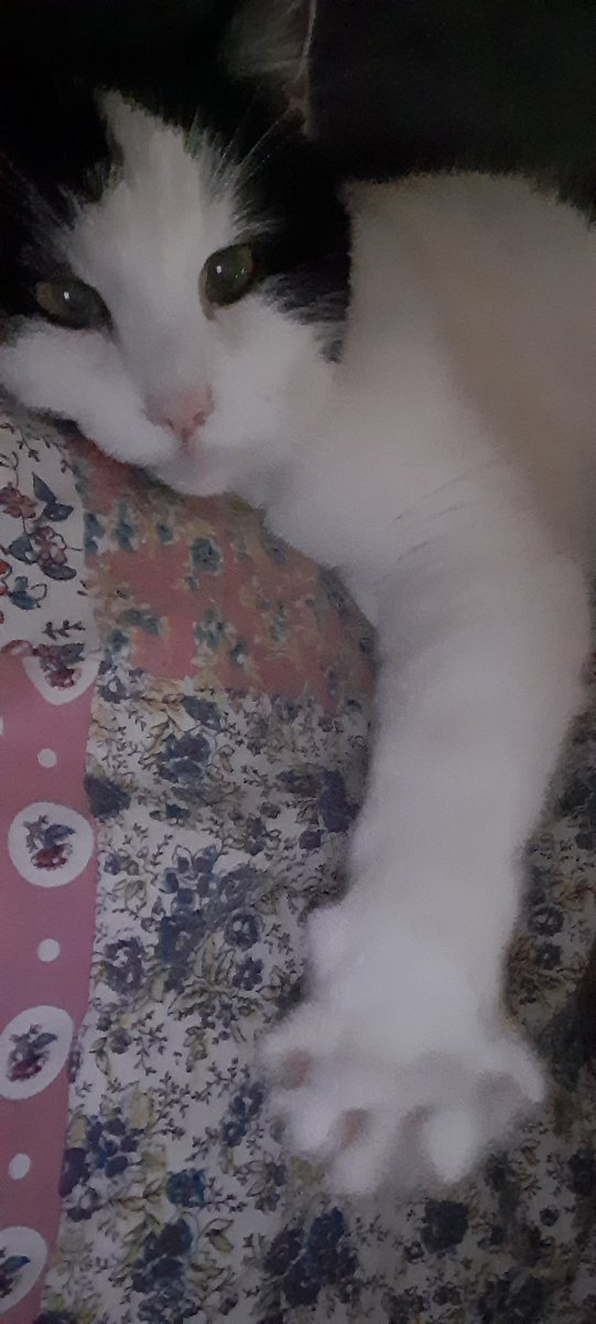 VL70Suffolk's tweet photo. The luxury of life...a lazy lie in, with my favourite cat hat. #Caturday  #catlover #CatsOnTwitter https://t.co/2GMa0ZX3RG
