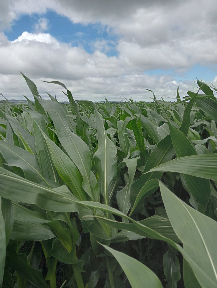 ThomasKent96's tweet photo. Just 47 days post emergence getting the maize addiction 🤣 https://t.co/Q2blEMNx26