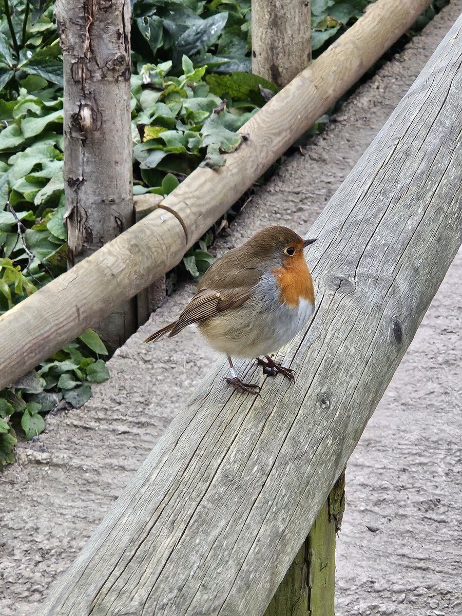 @DotJones50 @slimbridge_wild One of them is a definite poser