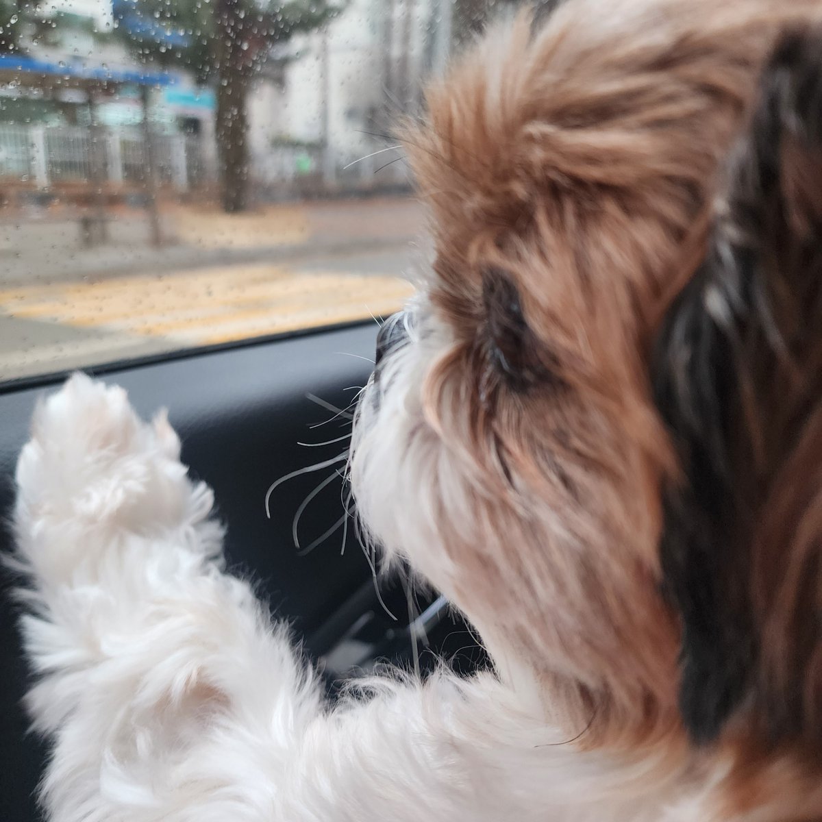 chocozzzang's tweet photo. 우리집 강아지 콧대 0.5cm야 https://t.co/APrvZJxyjR