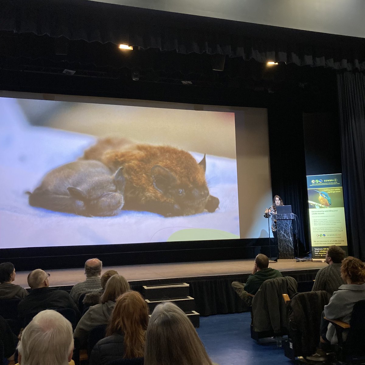 Fab opening talk at the #Gwent #Glamorgan recorder forum run by @SEWBReC from @lizardschwartz on bat care. So many positives to doing it, including great public engagement opportunities and new discoveries of roosts. I hope to meet #GriffTheBat one day too 🦇