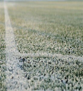 Mount Pleasant FC tweet media