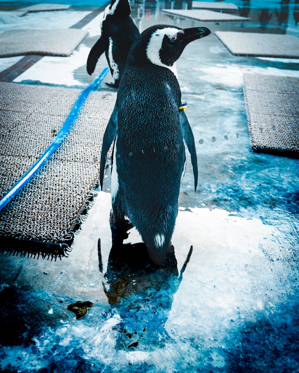 今日は #ペンギン啓発の日 だよ
僕たちのこともたまには考えてみてね
#PenguinAwarenessDay