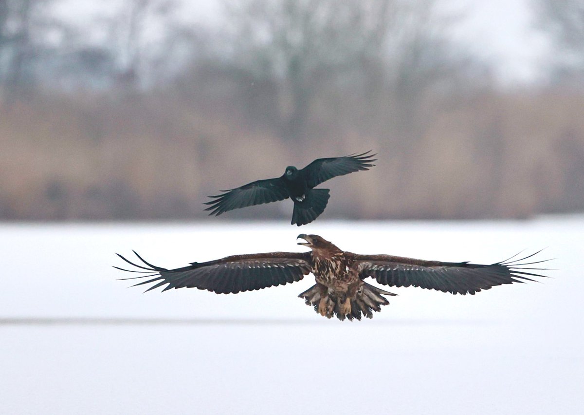 Jonge zeearend in conclaaf met een kraai (drenthe)