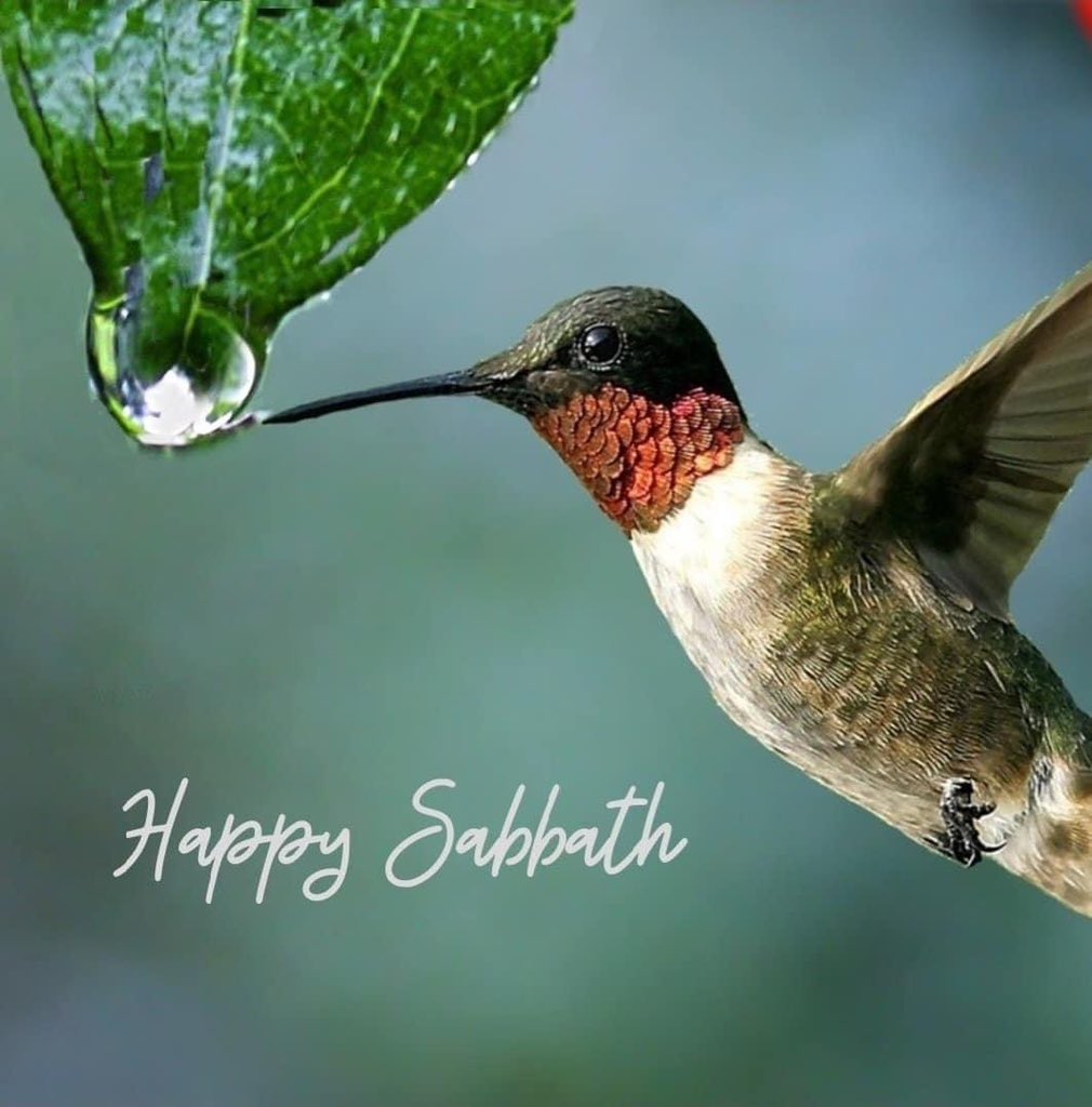 Sabbath blessings
#HappySabbath