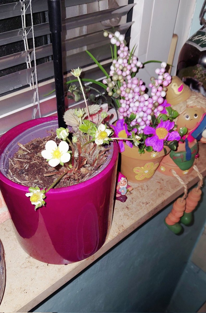 Lioninlove's tweet image. A bit chilly over here... -8°C !!! But my little strawberry decided to start blooming anyway. 🌸 🍓❄️ #littlewonders #springfeeling