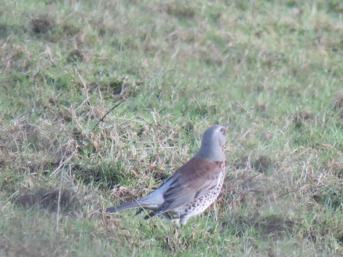 Steveredwolf's tweet photo. Happy Saturday everyone -its warmer but we are back to wind and rain it seems. This was the best i could manage yesterday with some rather uncooperative fielfdfares and redwings #birdsof Twitter Have a Super Saturday where ever you are today🤗 https://t.co/nBK84jgfer