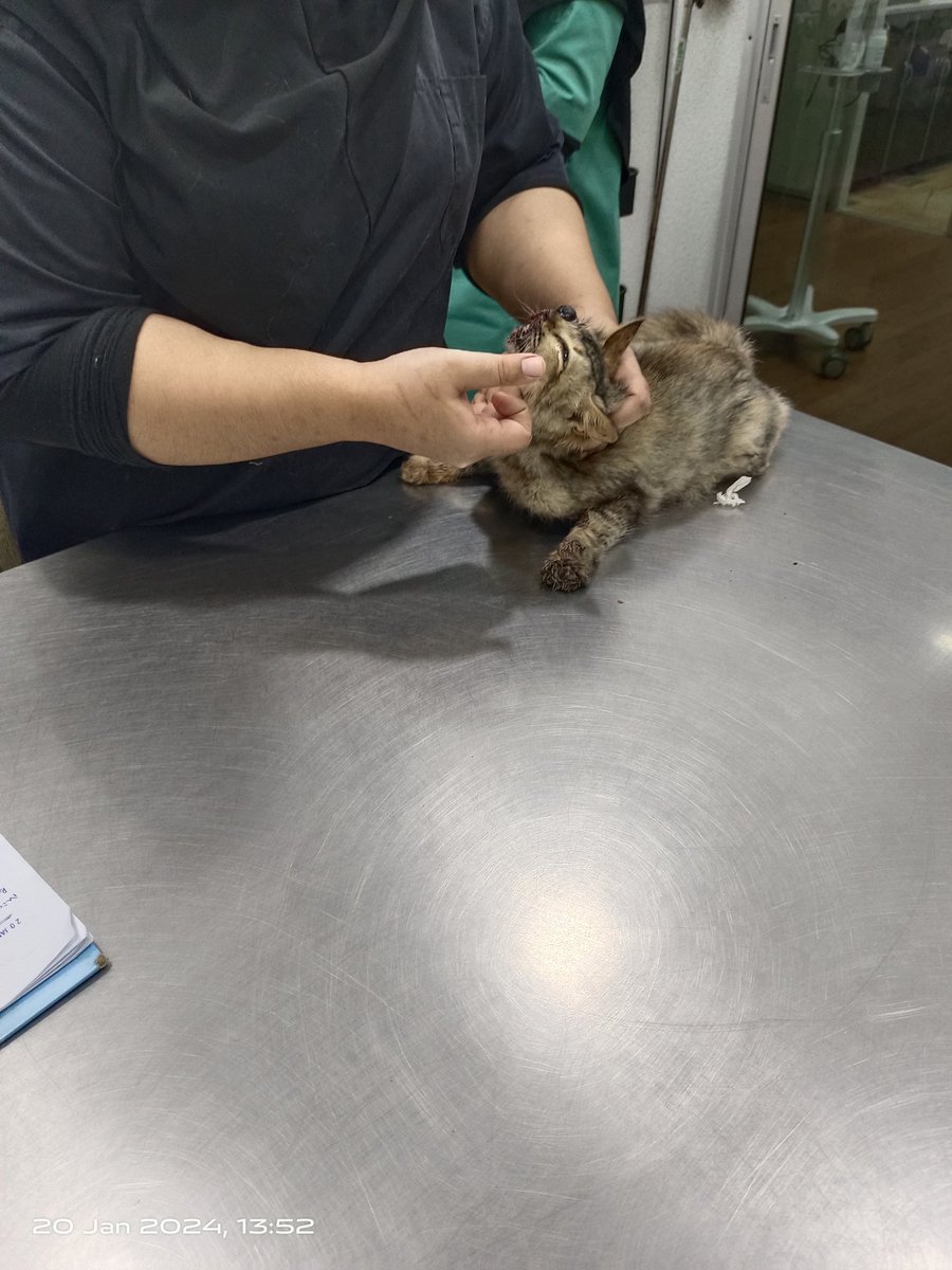 cats_rehome's tweet photo. Alhamdulillah.. Anak ni dh selamat sampai vet td.. Mata yg terkeluar tu mmg dh pecah,jd mmg confirm kena buang..cuma bkn hr ni..xde keperluan utk xray kata dokt,just dokt bekalkan beberapa ubat utk seminggu ni..pantau makan minum n dtg semula lg seminggu utk proceed surgery..  

Utk bil hari ni,RM41..dana terkumpul RM130 sy dh trnsfer pd feeder (sis juna).. Baki RM89 utk kegunaan mknn sbb c comel ni kena makan wetfood cair buat ms ni..

Utk surgery buang mata mgu dpn,dokt just sebut mulut anggaran td dlm RM300 termasuk ubat.. 

Kalau ada yg msh sudi bntu,terima kasih ye..