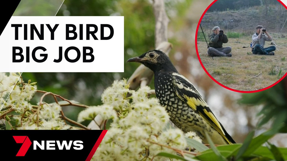 The Regent Honeyeater may be small, but the little bird is a crucial pollinator for Australia's native plantlife. The species has been critically endangered for years but is starting to flourish in the wild again. youtu.be/HRLV1OvO-Co <a href="/Sacre88/">Tom Sacre</a> #7NEWS