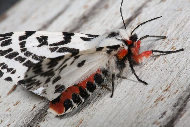 BUNKlNS's tweet photo. THE WING PATTERN HELLO? https://t.co/hRVCS1ShUH