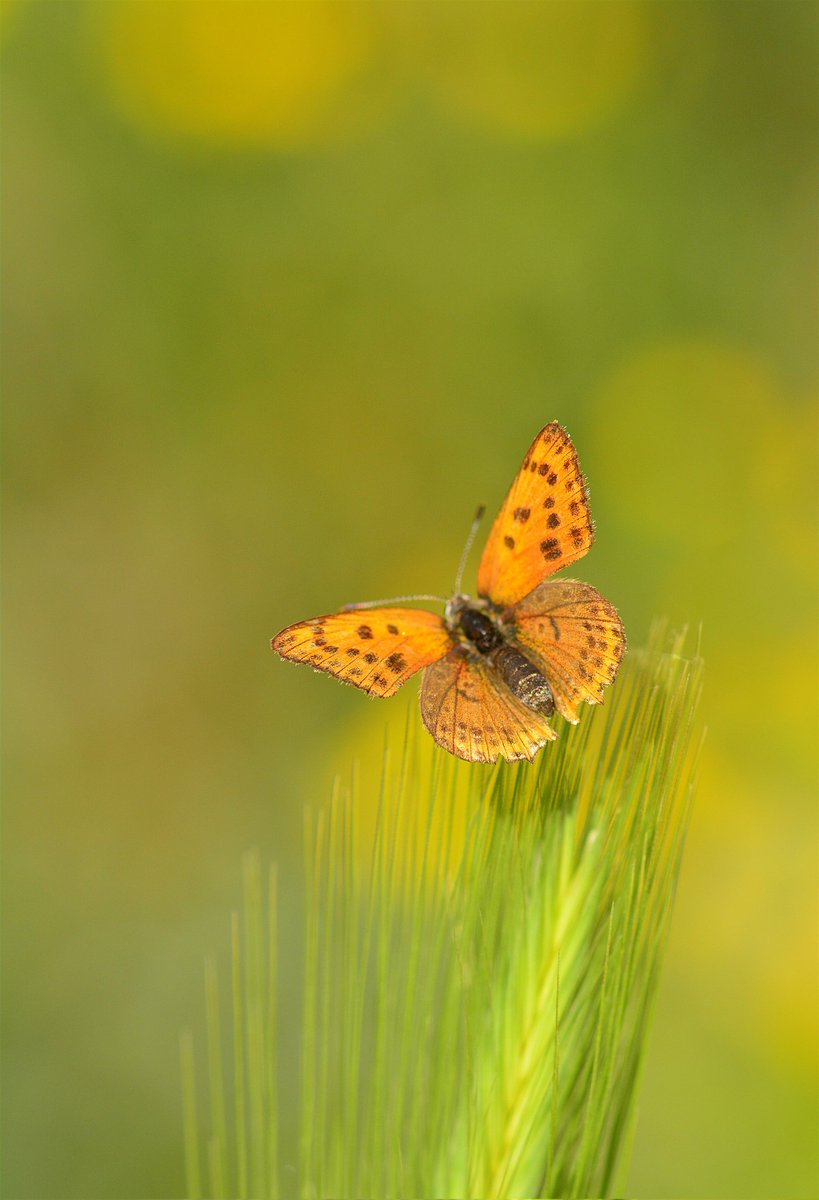 🦋Good morning my fam
#SupportEachOthers #butterfly
#macro #NFTCommunity #nftcollector
#NFTCollection #nftart #yellow
#butterfly #butterflies #NFTGiveaways
#Macro #photography #nature #DDClup

🦋🐛🦋 Colorful Wings

🦋🐛🦋 10 Edition

🦋🐛🦋 2 XTZ 

objkt.com/tokens/KT1Ucpk…