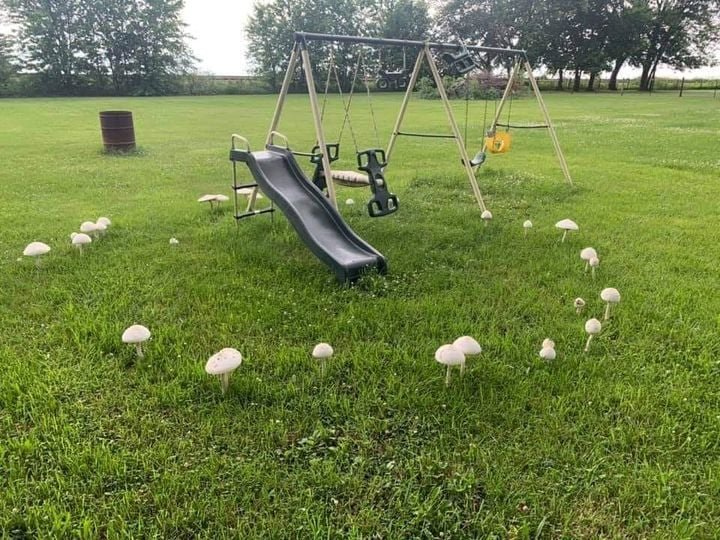 The nightly rituals of our local gnome community are getting out of hand...