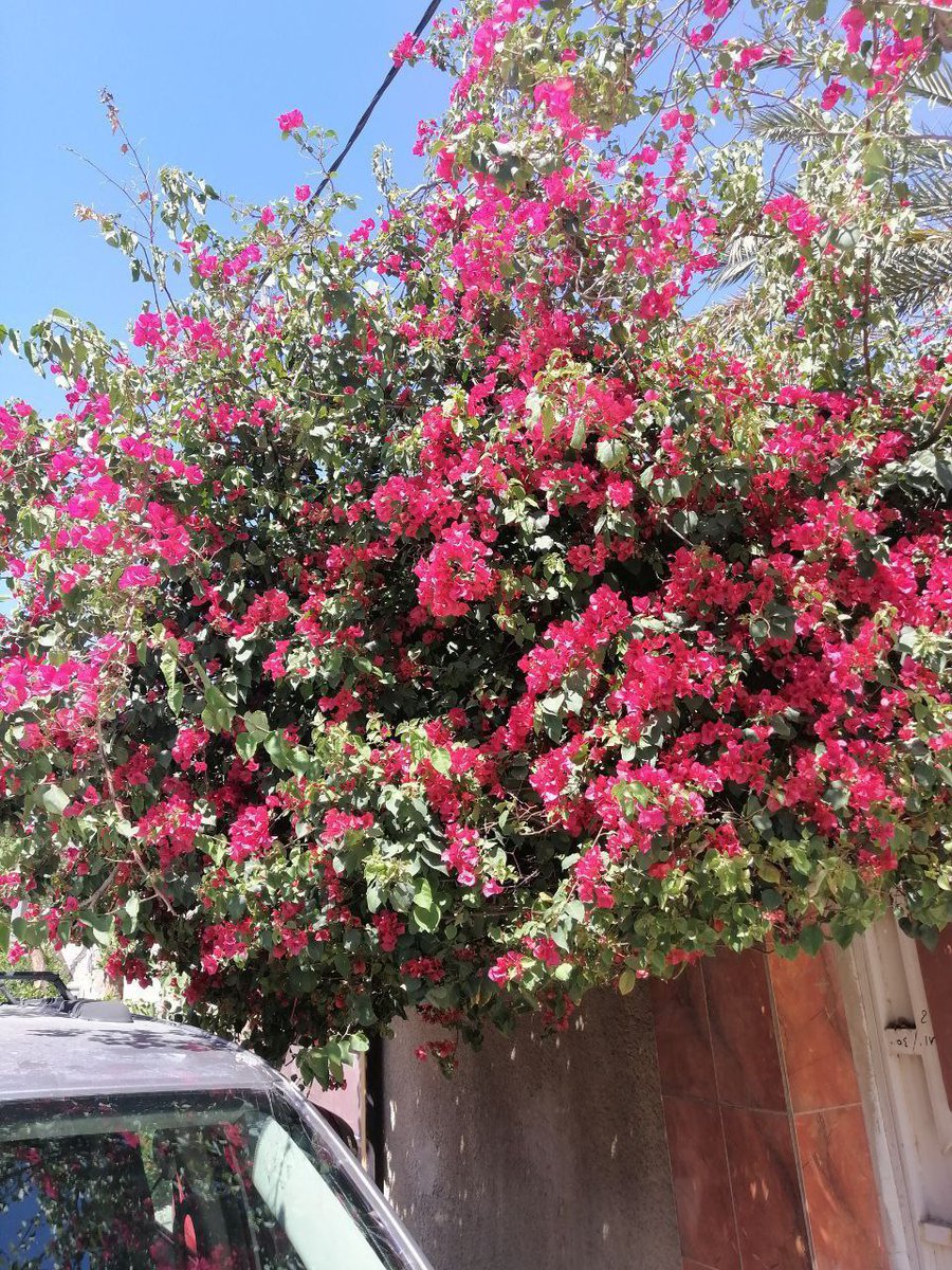 أيام هادئة ولكن العاصفة في الرأس