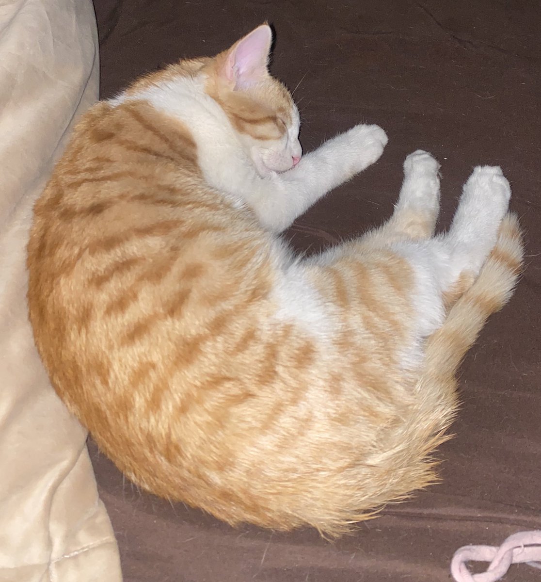 raya_nikmaram's tweet image. این نارنگی عه ۵ ماهشه تو محدوده امیر آباد(کوچه دانش ثانی) گم شده خیلی به ما وابسته هست 
ممنون میشم اگه ریتوویت کنید پیداش کنم😭