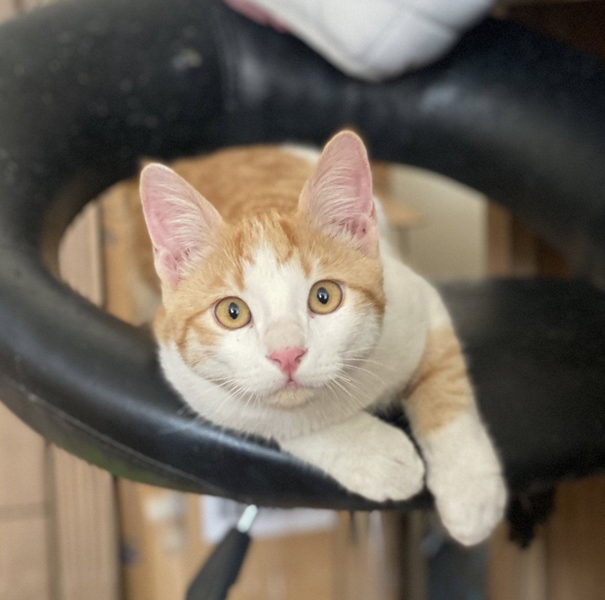 raya_nikmaram's tweet image. این نارنگی عه ۵ ماهشه تو محدوده امیر آباد(کوچه دانش ثانی) گم شده خیلی به ما وابسته هست 
ممنون میشم اگه ریتوویت کنید پیداش کنم😭