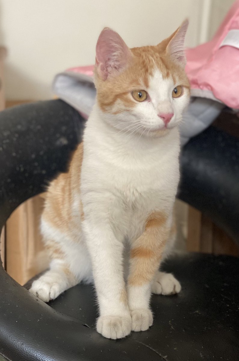 raya_nikmaram's tweet image. این نارنگی عه ۵ ماهشه تو محدوده امیر آباد(کوچه دانش ثانی) گم شده خیلی به ما وابسته هست 
ممنون میشم اگه ریتوویت کنید پیداش کنم😭