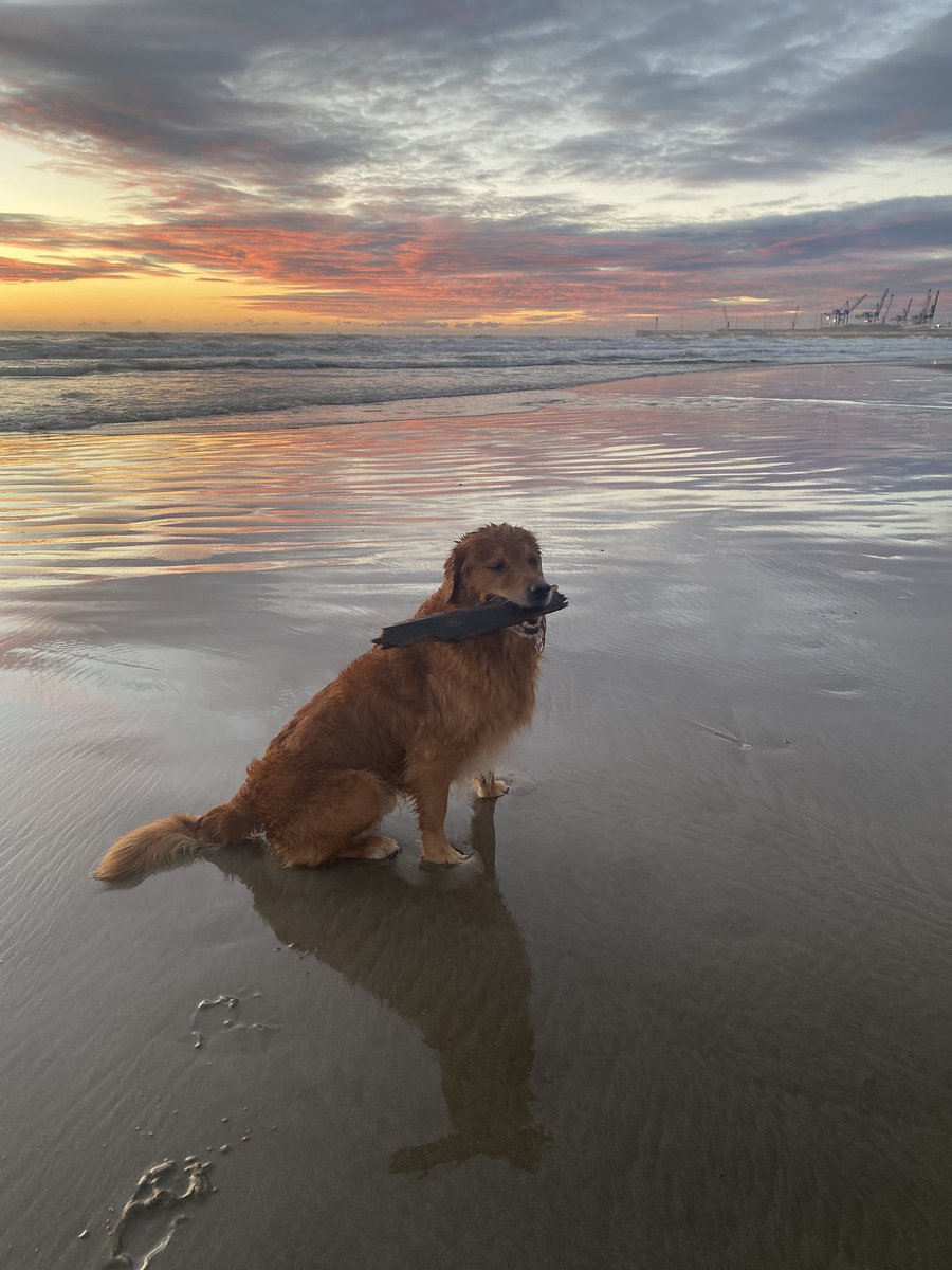 Robin Taylor tweet media