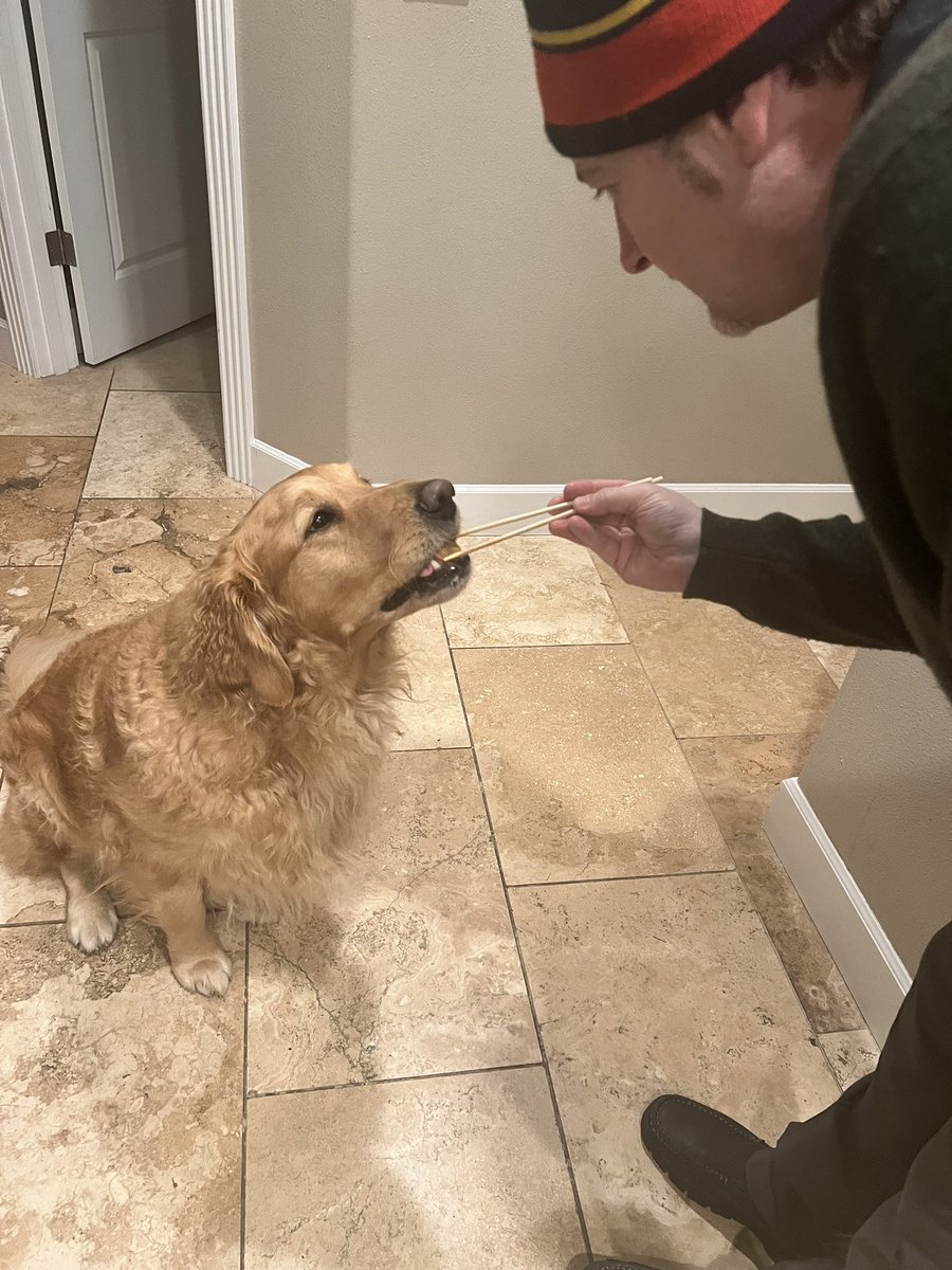 I’m so good at eating with chopsticks 🥢 #GoldenRetrievers #dogsofx #dogsoftwitter