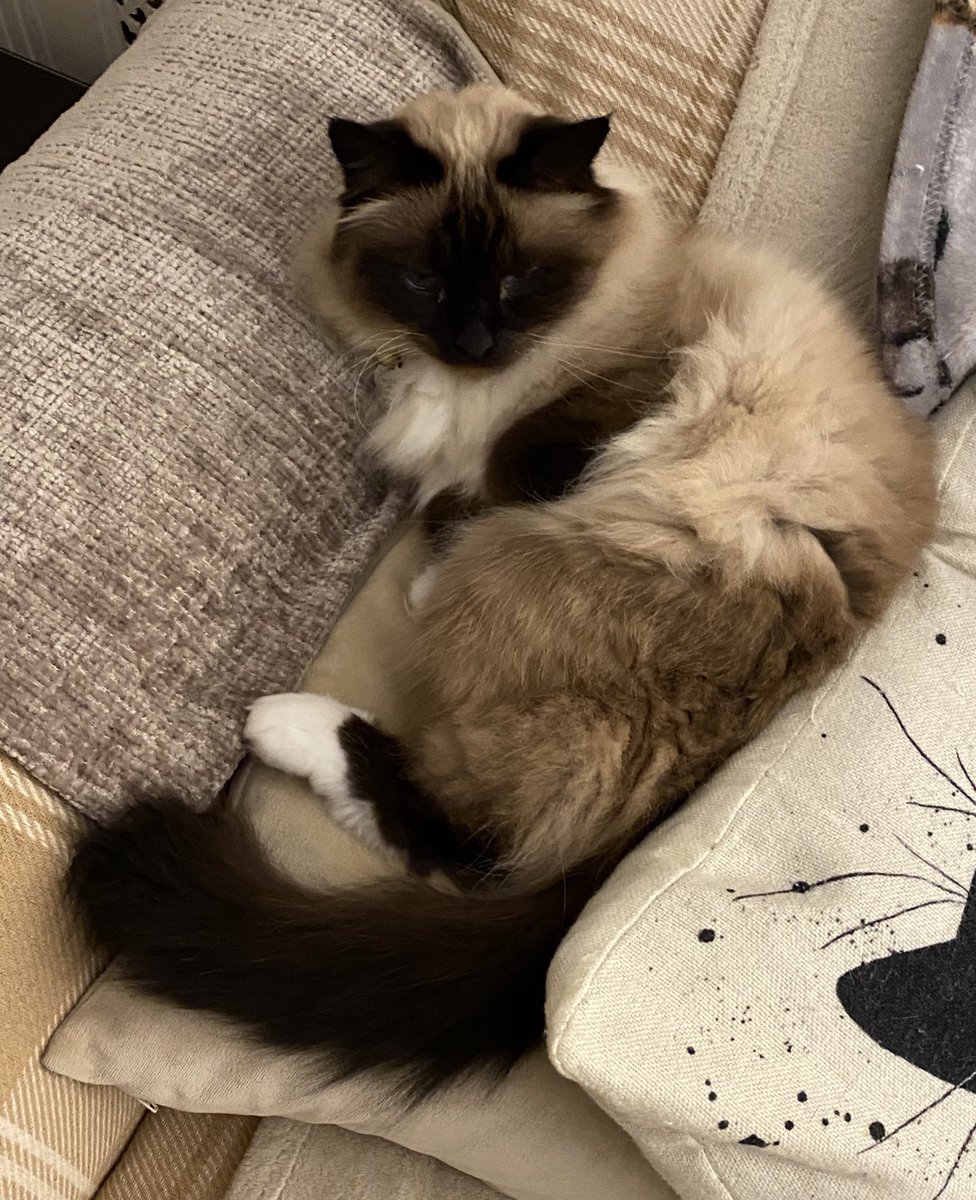 MouseketeersTh4's tweet photo. @RolfatWarwick Totally agree Rolf! Iโm keeping my pawsies as roasty toasty as I can!๐บ๐พ Have a pawsome day pal and stay warm!~ Muffin๐ค๐ค๐พ #Caturday #Hedgewatch #toastypaws https://t.co/PRvqLLyo0e