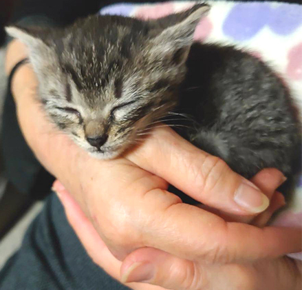 四コマ「祖父んちの隣人が多頭飼育崩壊した話27」  写真は伯母の手の中で眠るゆずちゃん(当時)です。  #猫 #御かぞくさま御いっこう #四コマ漫画